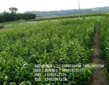 种子的口碑，真的那么好吗？