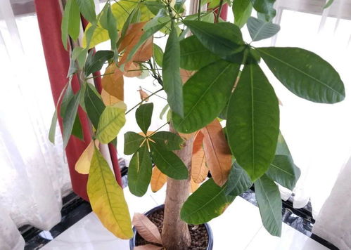 水太多，叶子黄