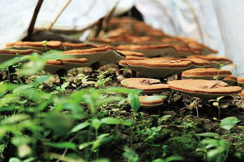 洼地种植， 要注意烂根问题