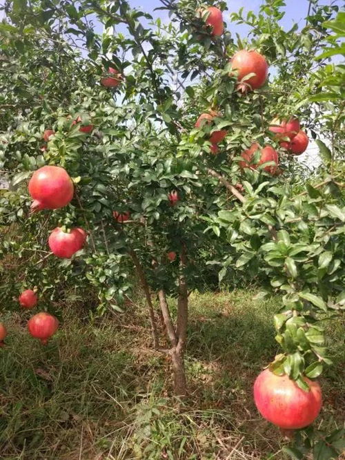 石榴喜光耐旱，适应性广