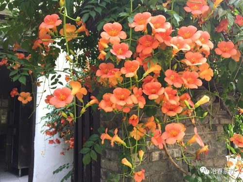 凌霄花具体是哪几个月开花呢？