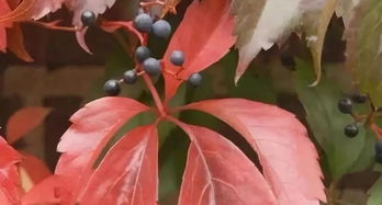 天然防寒小妙招