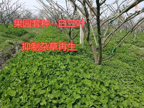 三叶草种植目的决定用量