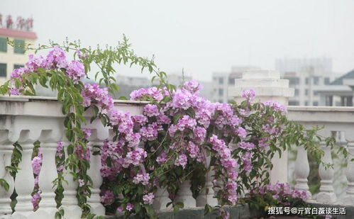 夏日围墙花之——铁线莲