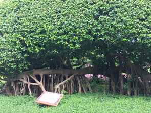 南方藤本，水土不服怎么办？