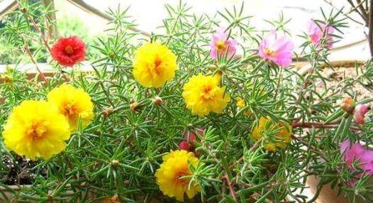 葵花成为干旱区新宠