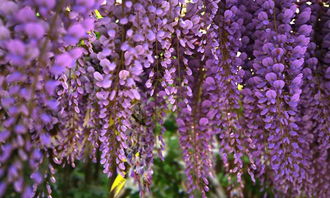 光照小贴士：紫藤的阳光与阴凉之道