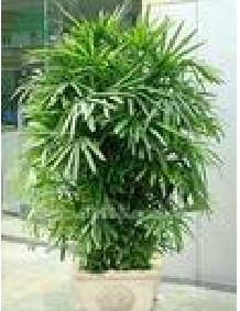 分株繁殖的小技巧