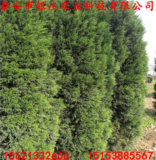 选择合适的移植季节