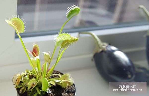 捕蝇草如何正确养殖？有哪些需要注意的养殖事项和技巧