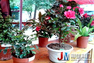 盆景花卉市场探秘：花卉种类大揭秘