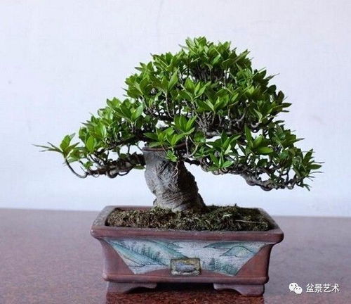 栀子花泡水喝， 那些不得不说的“小秘密”