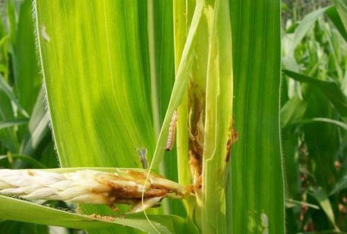 玉米钻心虫防治方法中，如何有效结合生物防治与化学防治