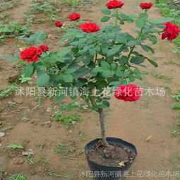 月季树的规格与种苗时间