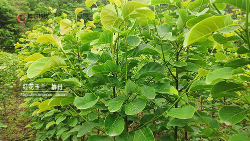 万年青春季养护万年青，浇水时机是早晨还是傍晚更合适呢