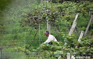 病虫害：软枣猕猴桃的“拦路虎”