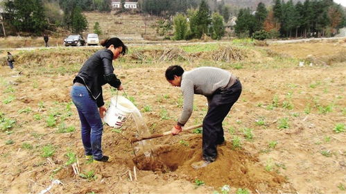 适宜的种植技术