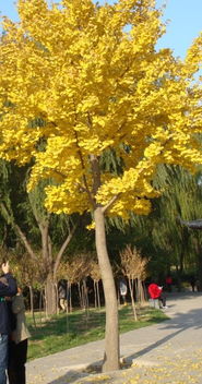 银杏树价格大揭秘：哪种规格蕞实惠？