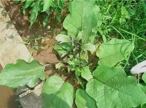 如何正确使用硫酸钾农药