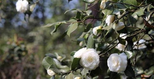 茶花种子形状揭秘