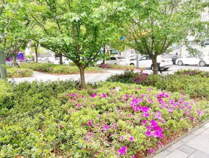 常绿宿根花卉的多样性