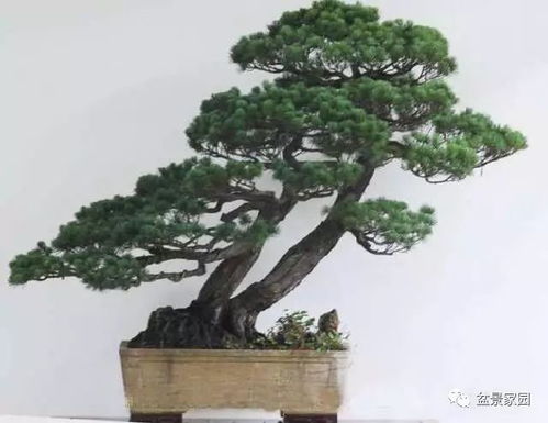 松树盆景的浇水细节