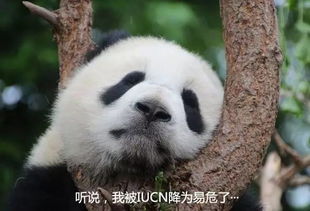 植物界的大熊猫是何方神圣？它为何如此珍贵