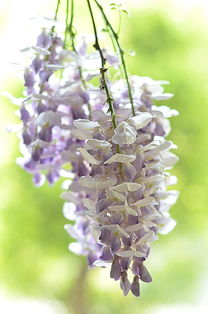 一、紫藤病虫害防治的重要性