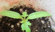 我家10月嫩种吗？