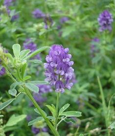 紫花苜蓿：不怕冷， 养殖简单