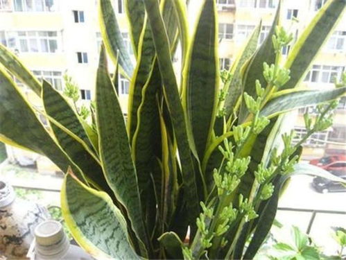 奥普琳娜，一种易养植物