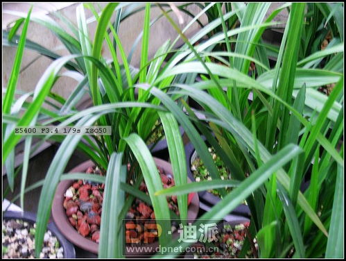 幼儿园的自然教育， 兰花草种植活动