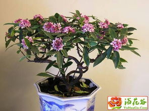 盆栽花卉不开花的原因揭秘