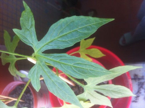 日长15厘米的爬藤植物品种大揭秘