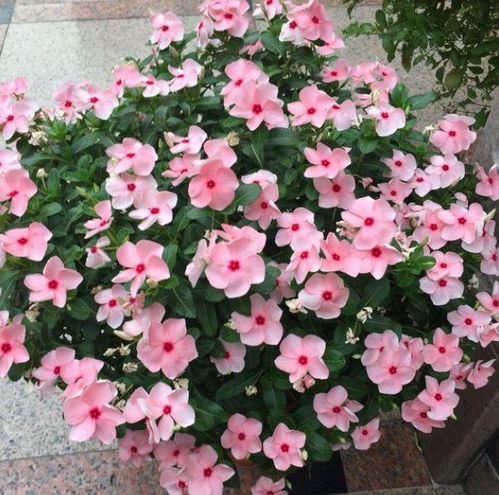 长春花风水禁忌全解析：家中养植指南！