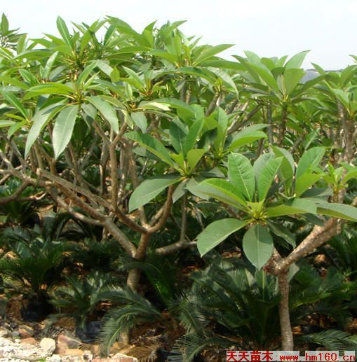 反面案例与养护经验