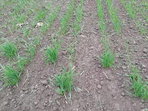 氟环唑的防治作用和用途