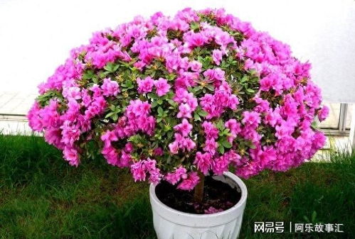 杜鹃花美图来袭，这些朋友圈爆款