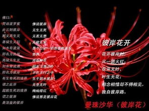曼珠沙华=彼岸花？花语究竟有何秘密