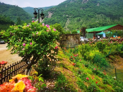 山水茶乡， 活力朱堂，乡村潜Neng被挖掘