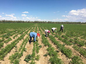 宣化地区的多样土壤