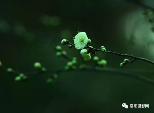 春天种什么草本花？搭配技巧全分享！