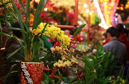 养花新手，为何总养死花？揭秘草本和球根养护常见误区