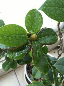 花儿叶子边缘变黄，是啥信号？