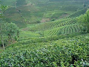 香椽产地大揭秘