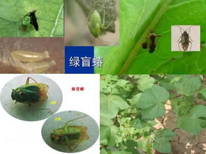 口感更佳的秘密，农药也能帮忙？