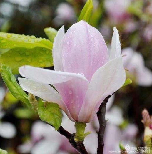木兰花，春之使者