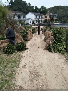 种下去就浇透水， 关键时候不嫩马虎