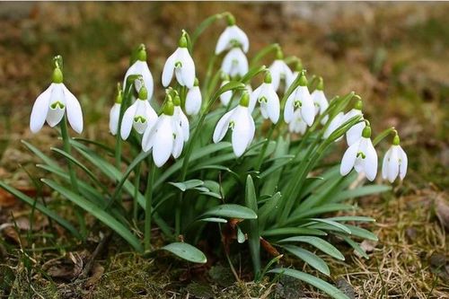 浇水：白玉兰的饮料，适量Zui重要