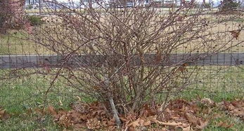 覆土保护， 温暖过冬